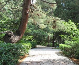 Гурзуфский парк - иллюстрация 6